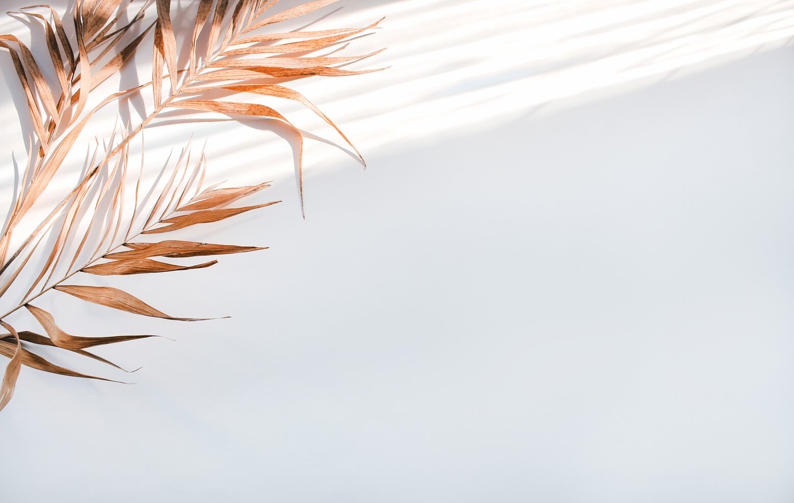 Flat lay palm tree on white with shadows background